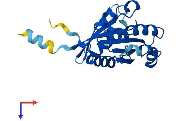 ARFRP1 Protein (AA 1-201) (His tag)