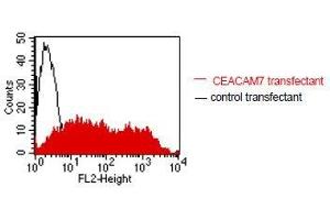 FACS analysis of BOSC23 cells using BAC2. (CEACAM7 Antikörper)