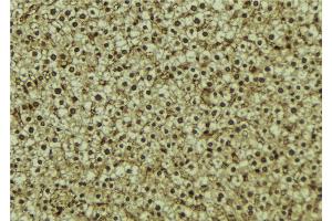 ABIN6273255 at 1/100 staining Mouse liver tissue by IHC-P. (HPSE Antikörper  (Internal Region))