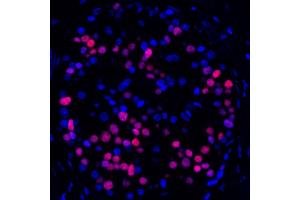 Immunofluorescence (IF) image for anti-Transcription Factor MafA (MAFA) (AA 125-175) antibody (ABIN7449538) (Rekombinanter MAFA Antikörper  (AA 125-175))