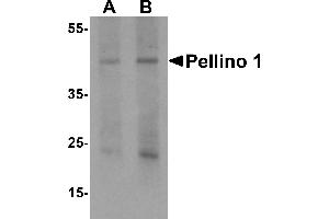 Western Blotting (WB) image for anti-Pellino E3 Ubiquitin Protein Ligase 1 (PELI1) (C-Term) antibody (ABIN1077389) (Pellino 1 Antikörper  (C-Term))