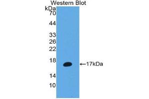 Western Blotting (WB) image for anti-Matrix Metallopeptidase 3 (Stromelysin 1, Progelatinase) (MMP3) (AA 363-477) antibody (ABIN1980457) (MMP3 Antikörper  (AA 363-477))