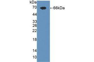 Western blot analysis of recombinant Rat TLR3. (TLR3 Antikörper  (AA 381-699))