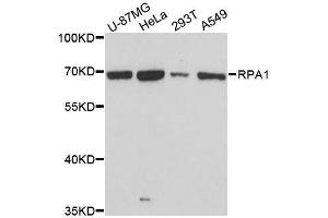 Western blot analysis of extracts of various cell lines, using RPA1 antibody. (RPA1 Antikörper  (AA 1-240))