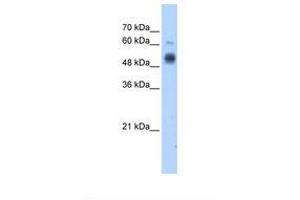 Image no. 2 for anti-Glucosaminyl (N-Acetyl) Transferase 3, Mucin Type (GCNT3) (C-Term) antibody (ABIN320798) (GCNT3 Antikörper  (C-Term))