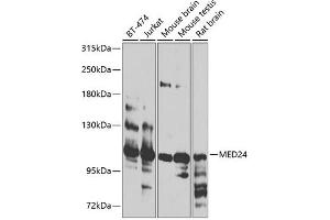 Western blot analysis of extracts of various cell lines, using MED24 antibody (ABIN6128224, ABIN6143700, ABIN6143701 and ABIN6224082) at 1:1000 dilution.