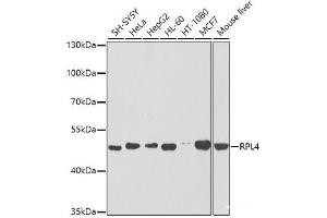 Western blot analysis of extracts of various cell lines using RPL4 Polyclonal Antibody at dilution of 1:1000. (RPL4 Antikörper)