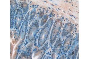 IHC-P analysis of Mouse Tissue, with DAB staining. (CDK2 Antikörper  (AA 5-346))