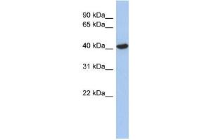 WB Suggested Anti-ZFYVE1 Antibody Titration:  0. (ZFYVE1 Antikörper  (N-Term))