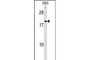 HDGFRP3 Antibody (Center) (ABIN1537854 and ABIN2848997) western blot analysis in 293 cell line lysates (35 μg/lane).