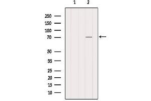 Western blot analysis of extracts from Pc12, using CEP70 Antibody.