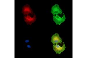 ABIN7096540 and ABIN7100604 staining  cells by IF/ICC. (SMPD3 Antikörper)