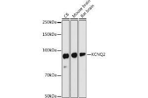 Western blot analysis of extracts of various cell lines, using KCNQ2 antibody (ABIN6130651, ABIN6142772, ABIN6142773 and ABIN6219057) at 1:1000 dilution. (KCNQ2 Antikörper  (AA 254-393))