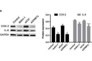 DNM1L deficiency in FLSs reduces their viability and production of pro-inflammatory cytokines, and increases apoptosis. (IL-8 Antikörper  (AA 21-99))