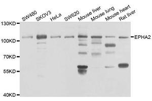 Western blot analysis of extracts of various cell lines, using EPHA2 antibody. (EPH Receptor A2 Antikörper  (AA 847-976))