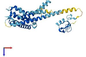 PEX10 Protein (AA 1-324) (His tag)