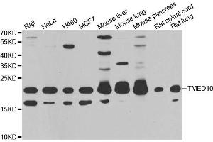 Western blot analysis of extracts of various cell lines, using TMED10 antibody. (TMED10 Antikörper)
