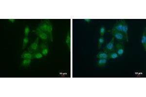 ICC/IF Image AUF1 antibody [N1C1] detects AUF1 protein at cytoplasm and nucleus by immunofluorescent analysis. (HNRNPD/AUF1 Antikörper)