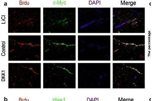 The relationships of the Wnt and Notch signaling pathway and the proliferation of epidermal stem cells was analyzed by immunofluorescence. (c-MYC Antikörper  (AA 101-200))