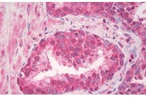 Image no. 2 for anti-Toll-Like Receptor 4 (TLR4) (AA 650-700) antibody (ABIN1491625) (TLR4 Antikörper  (AA 650-700))