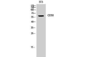 Western Blotting (WB) image for anti-Intercellular Adhesion Molecule 3 (ICAM3) (Ser518) antibody (ABIN3174269) (ICAM-3/CD50 Antikörper  (Ser518))