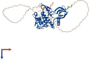 CLK2 Protein (AA 1-499) (His tag)