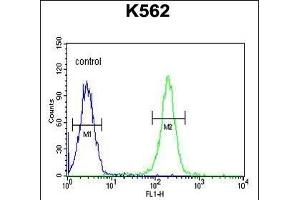 X1 Antibody (C-term) (ABIN654415 and ABIN2844152) flow cytometric analysis of K562 cells (right histogram) comred to a negative control cell (left histogram). (PAX1 Antikörper  (C-Term))