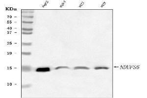 Western blot analysis of NDUFS6 using anti-NDUFS6 antibody (ABIN7599568).