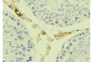 ABIN6277626 at 1/100 staining Mouse testis tissue by IHC-P. (Kallikrein 7 Antikörper  (Internal Region))