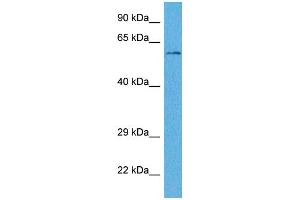 Host:  Rabbit  Target Name:  WLS  Sample Tissue:  Human THP-1 Whole Cell  Antibody Dilution:  1ug/ml (GPR177/WLS Antikörper  (Middle Region))