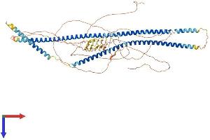 KRT9 Protein (AA 1-743) (His tag)