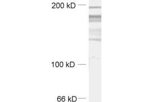 RIMS2 anticorps  (AA 925-1114)