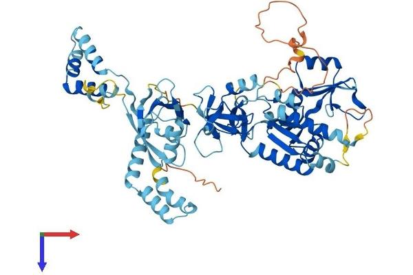 MPP7 Protein (AA 1-576) (His tag)