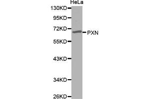 Western blot analysis of extracts of HeLa cells, using PXN antibody (ABIN5971567). (Paxillin Antikörper)