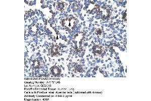 Human Lung (FOXA3 Antikörper  (Middle Region))