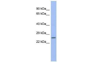 ZNRF1 antibody used at 0. (ZNRF1 Antikörper  (N-Term))