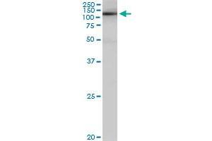 SALF monoclonal antibody (M01), clone 5F12. (GTF2A1 Antikörper  (AA 141-249))