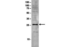 Western Blot of anti-SAP30 antibody Western Blot results of Rabbit anti-SAP30 antibody. (SAP30 Antikörper)