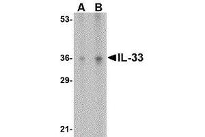Western Blotting (WB) image for anti-Interleukin 33 (IL33) (N-Term) antibody (ABIN2476206) (IL-33 Antikörper  (N-Term))