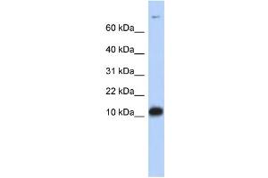 Western Blotting (WB) image for anti-Fatty Acid Binding Protein 3, Muscle and Heart (FABP3) (Middle Region) antibody (ABIN2782984)