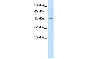WB Suggested Anti-KCNQ1 Antibody Titration:  1. (KCNQ1 Antikörper  (N-Term))