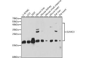 Western blot analysis of extracts of various cell lines, using SUMO3 antibody (ABIN7270371) at 1:1000 dilution. (SUMO3 Antikörper  (AA 1-92))