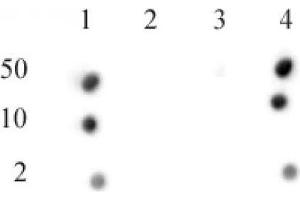 CENP-A phospho Ser18 antibody (pAb) tested by dot blot analysis. (CENPA Antikörper  (pSer16))