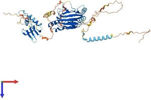 IRF5 Protein (AA 1-498) (His tag)