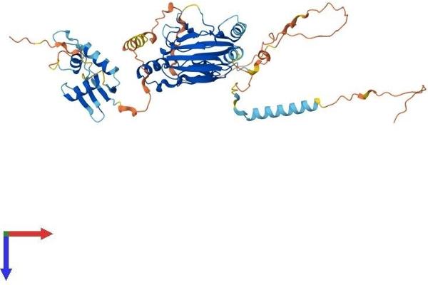 IRF5 Protein (AA 1-498) (His tag)