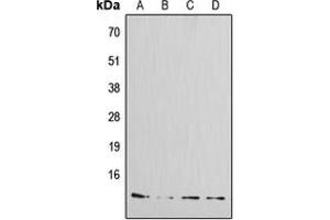Western blot analysis of Amylin expression in MCF7 (A), HeLa (B), mouse kidney (C), rat kidney (D) whole cell lysates.