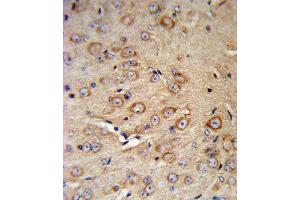 CRHR2 Antibody (N-term) (ABIN390757 and ABIN2841015) IHC analysis in formalin fixed and paraffin embedded mouse brain tissue followed by peroxidase conjugation of the secondary antibody and DAB staining. (CRHR2 Antikörper  (N-Term))