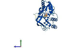 Protein Structure (PS) image for ATP Binding Domain 4 (ATPBD4) (AA 1-267) protein (His tag) (ABIN7560505)