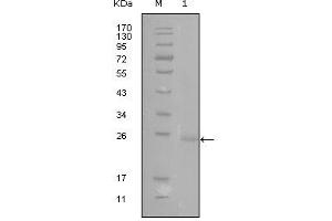 Western blot analysis using GATA3 mouse mAb against truncated GATA3-His recombinant protein (1). (GATA3 Antikörper)