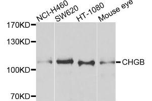 Western blot analysis of extracts of various cells, using CHGB antibody. (CHGB Antikörper)